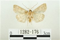 白斑散紋夜蛾藏品圖，第2張