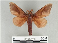 大褐斑枯葉蛾藏品圖，第1張