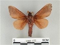 大褐斑枯葉蛾藏品圖，第2張