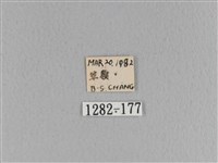 大褐斑枯葉蛾藏品圖，第3張