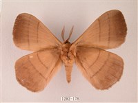 黑胸帶蛾藏品圖，第2張