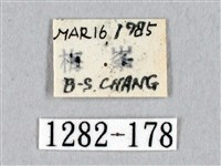 黑胸帶蛾藏品圖，第3張