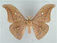 姬透目天蠶蛾藏品圖，第1張