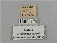 姬透目天蠶蛾藏品圖，第3張