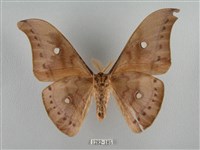 姬透目天蠶蛾藏品圖，第2張