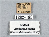 姬透目天蠶蛾藏品圖，第3張