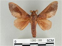 大褐斑枯葉蛾藏品圖，第1張