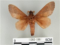 大褐斑枯葉蛾藏品圖，第2張