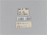 大褐斑枯葉蛾藏品圖，第3張