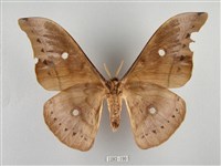 姬透目天蠶蛾藏品圖，第2張