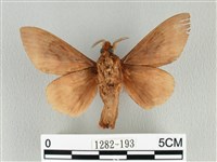 大褐斑枯葉蛾藏品圖，第2張