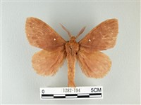 波紋枯葉蛾藏品圖，第1張