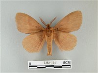 波紋枯葉蛾藏品圖，第2張