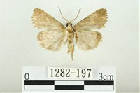 白斑散紋夜蛾藏品圖，第2張