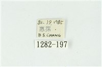 白斑散紋夜蛾藏品圖，第3張