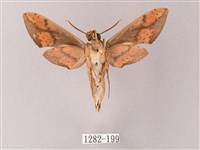 臺灣白肩天蛾藏品圖，第2張