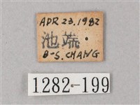 臺灣白肩天蛾藏品圖，第3張