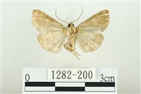 白斑散紋夜蛾藏品圖，第2張