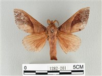 大褐斑枯葉蛾藏品圖，第1張