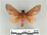 大褐斑枯葉蛾藏品圖，第2張