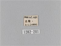 大褐斑枯葉蛾藏品圖，第3張