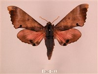 桃紅六點天蛾藏品圖，第1張