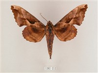 盾天蛾藏品圖，第1張