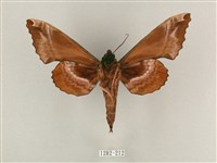 盾天蛾藏品圖，第2張