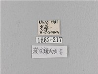 波紋枯葉蛾藏品圖，第3張