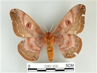 綠目天蠶蛾藏品圖，第2張