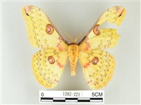 黃豹天蠶蛾藏品圖，第1張