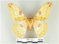 黃豹天蠶蛾藏品圖，第2張