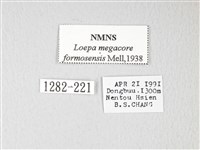 黃豹天蠶蛾藏品圖，第3張