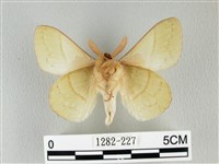 青枯葉蛾藏品圖，第2張