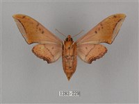 廣東鷹翅天蛾藏品圖，第2張