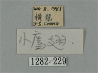 廣東鷹翅天蛾藏品圖，第3張