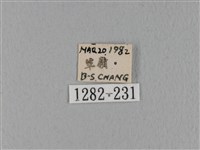 緣斑枯葉蛾藏品圖，第3張