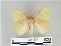 青枯葉蛾藏品圖，第1張