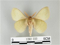 青枯葉蛾藏品圖，第2張