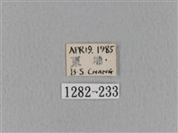 青枯葉蛾藏品圖，第3張