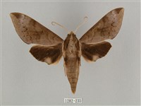 鋸線天蛾藏品圖，第1張