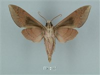 鋸線天蛾藏品圖，第2張