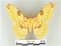 黃豹天蠶蛾藏品圖，第1張