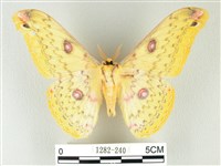 黃豹天蠶蛾藏品圖，第2張