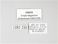 黃豹天蠶蛾藏品圖，第3張