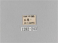 大褐斑枯葉蛾藏品圖，第3張