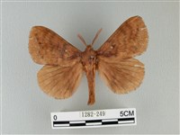 波紋枯葉蛾藏品圖，第1張