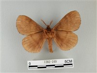 波紋枯葉蛾藏品圖，第2張