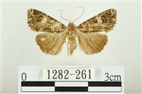 白斑散紋夜蛾藏品圖，第1張