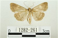 白斑散紋夜蛾藏品圖，第2張